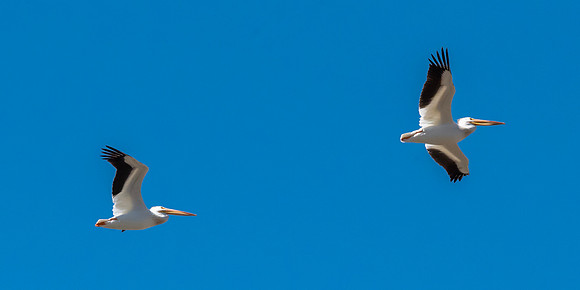 DSC_4883-1.1