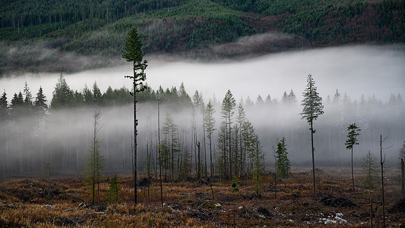Misty Skykomish Valley Morning