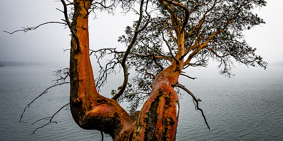 Camano Island Madrona